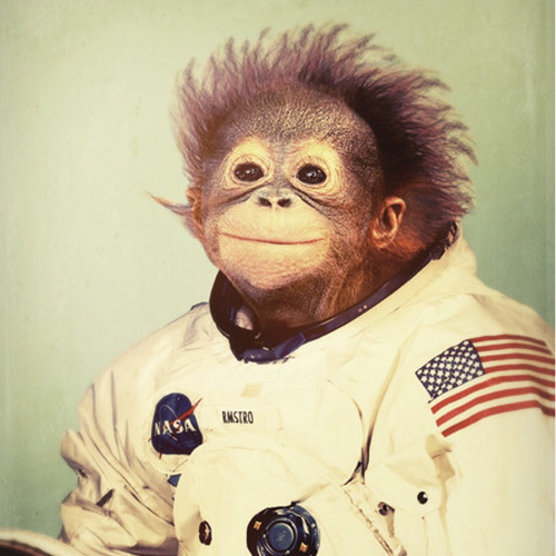 this is a spacemonkey